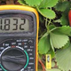 Image for article titled Tiny Sensors Phone Home When Their Plant Needs Water